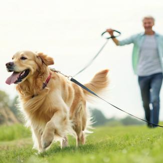 Best Retractable Dog Leashes 2025 Reviews and Buyer’s Guide