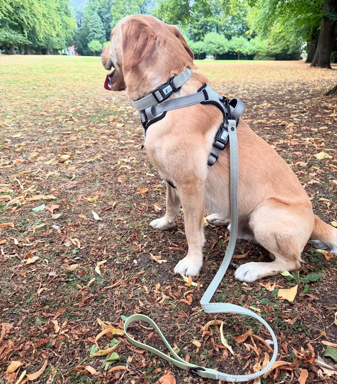 Best no-pull dog harness 2.jpg