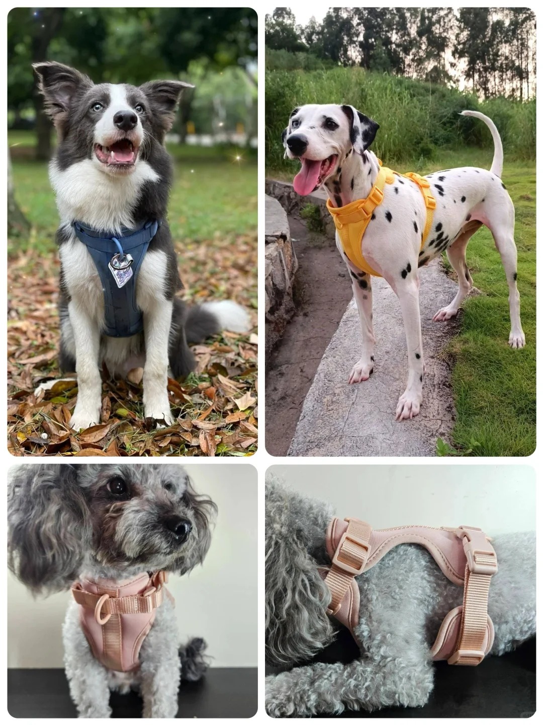 Best No-Pull Dog Harnesses.jpg