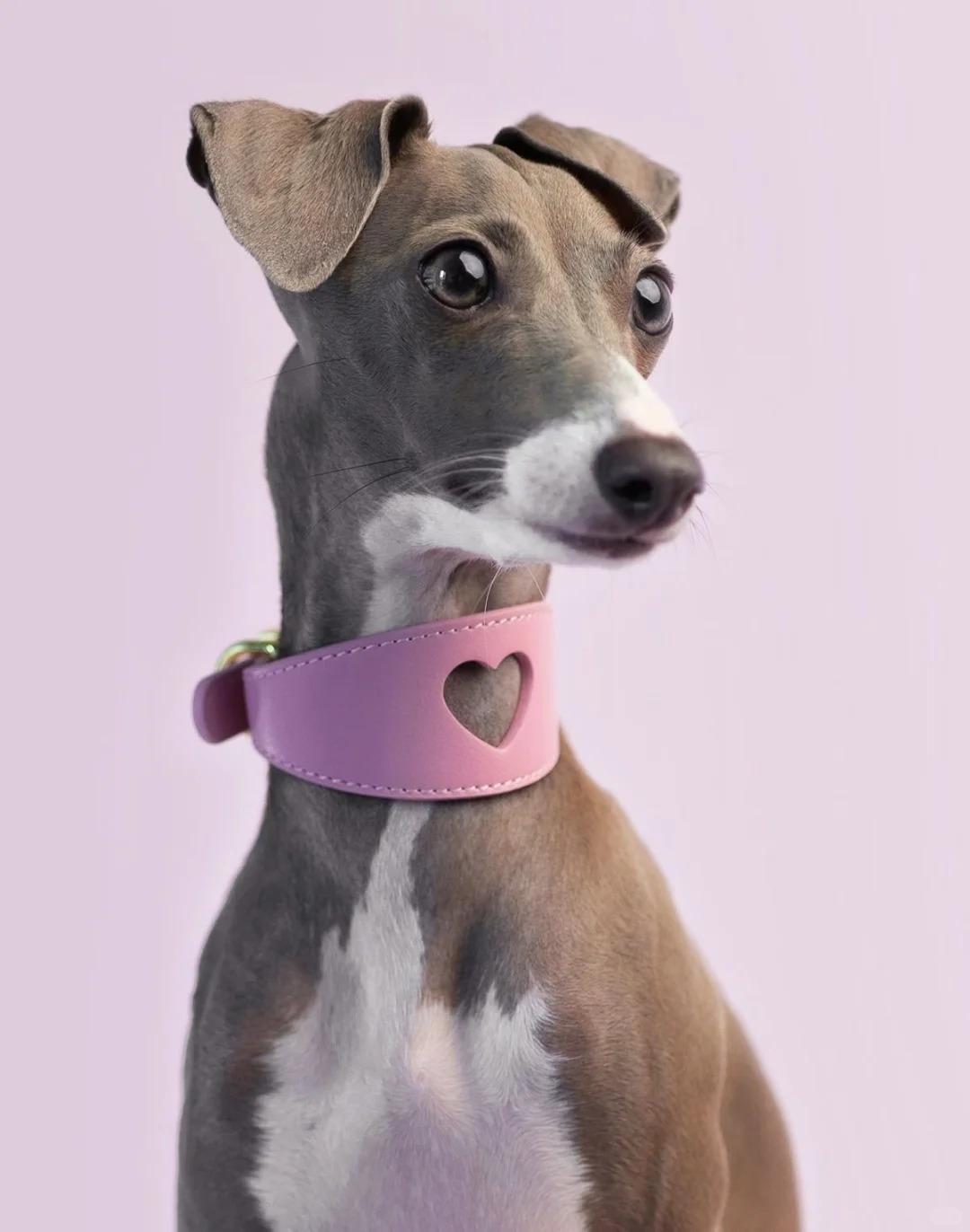 1759156409742317.jpg Leather dog collar.jpg