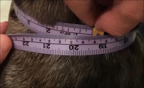1760367532929805.jpg Measure Your Dog’s Neck Correctly.jpg