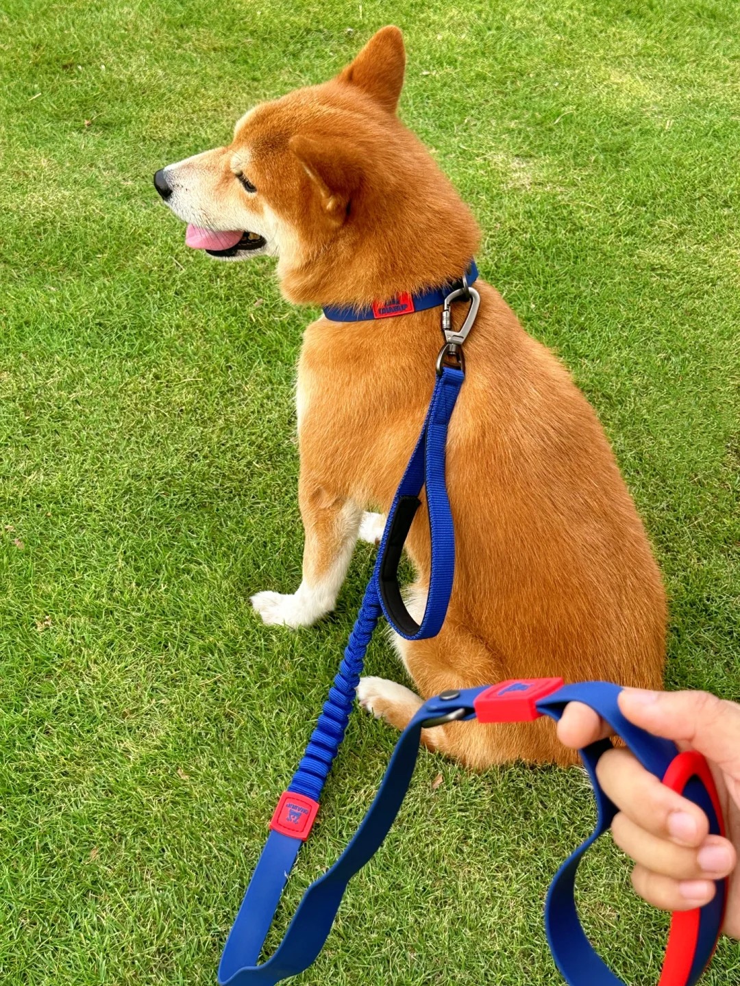 1760759236132677.jpg Wholesale Dog Collars and Leads.jpg