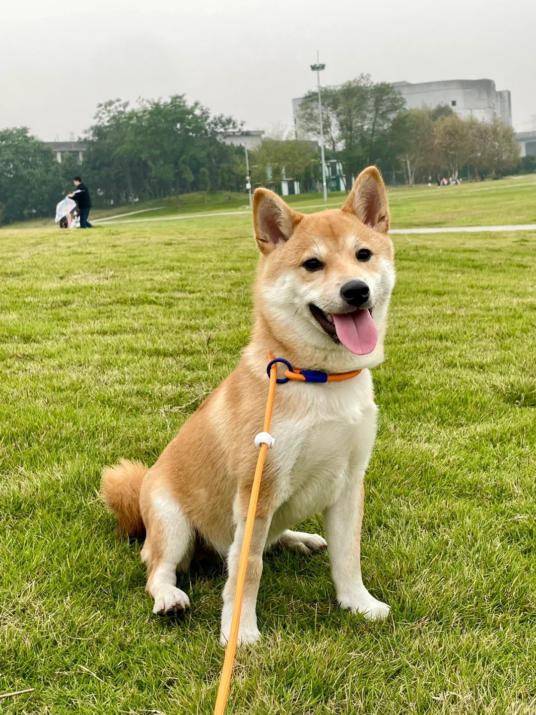 1761372988624137.jpg Dog walking with nylon dog lead – Top 10 Dog Leads 2025.jpg