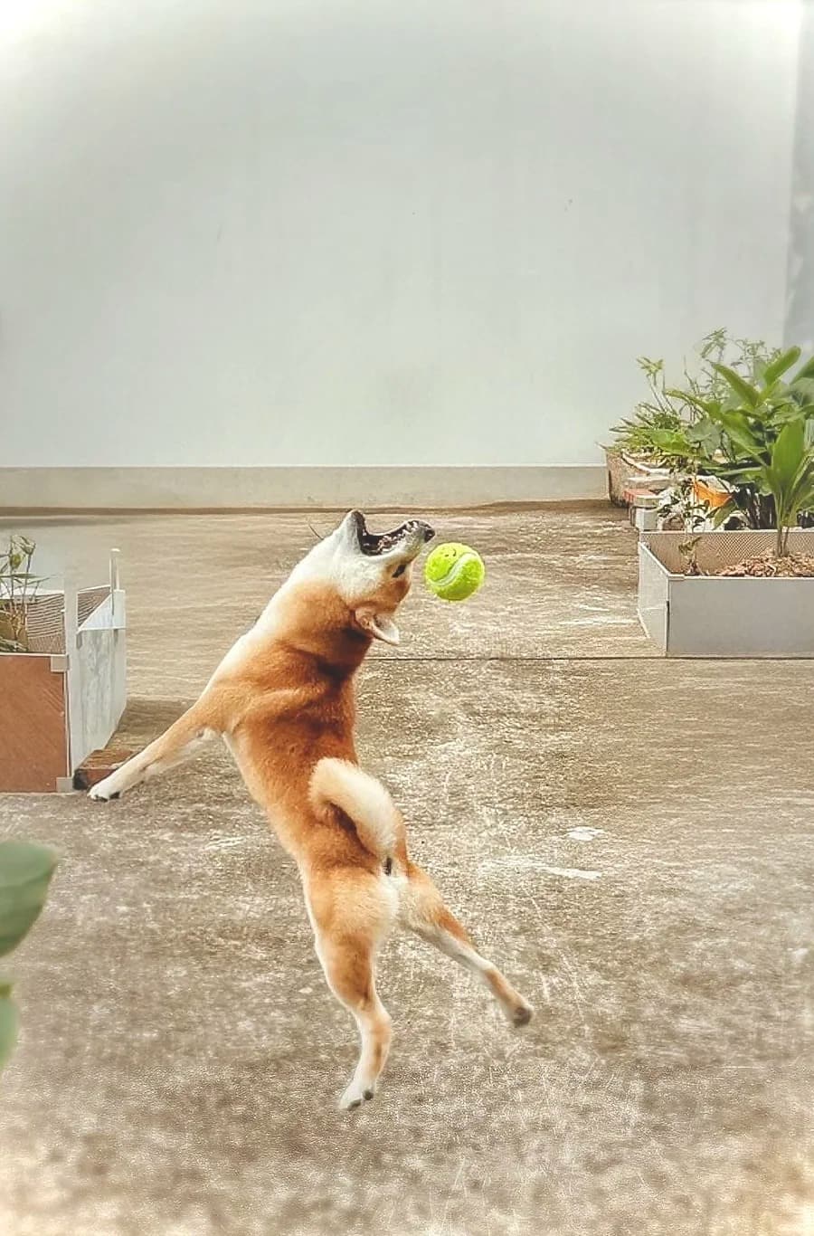 Tennis ball.jpg