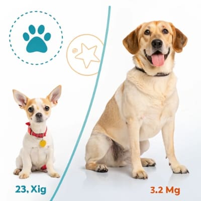 1764774432252261.jpg small-vs-large-dog-toys-size-guide.jpg