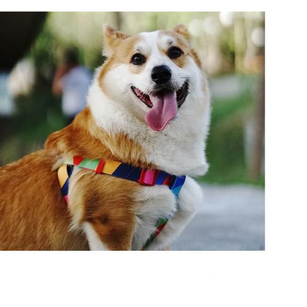 1695953397245643.jpg best dog collars (3)_1655369712(1)(1)_副本.jpg