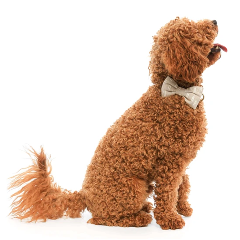 Detail-03 wholesale dog collar_1670314239.png Detail-03 wholesale dog collar.png