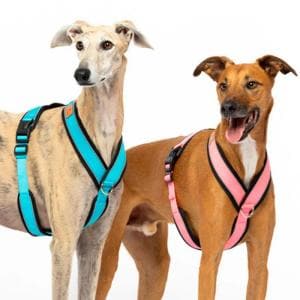 1763211022937785.jpg Y shape harness.jpg