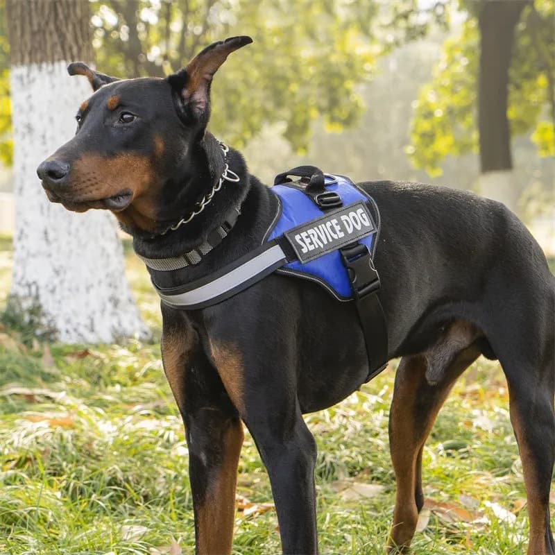 1763211030376940.jpg Saddle-Style Harness.jpg